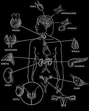 endocrine2.jpg