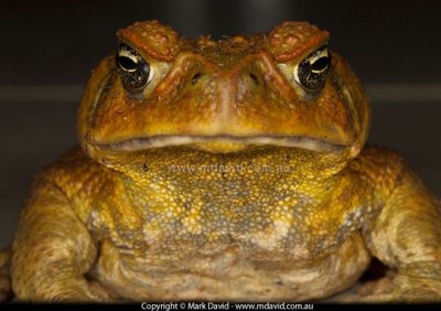 canetoad.jpg