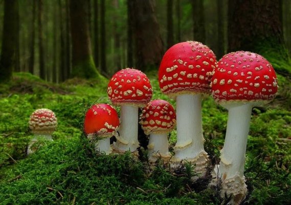 red mushrooms.jpg