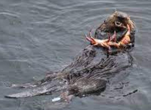 Otter with crab.jpg