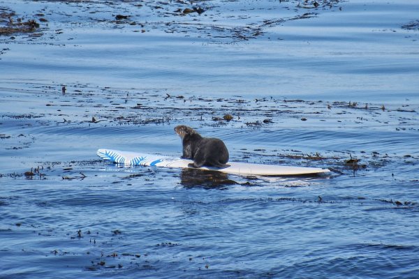 otter surfing.jpg