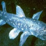 Coelacanth