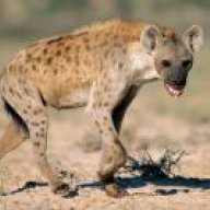 Hyena