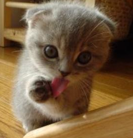 cute_kitten.jpg-JPEG-Image-300x300-pixels.jpg