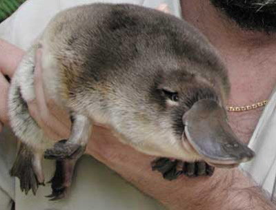 platypus.jpg