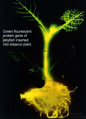 c17x5transgenic-tobacco.jpg