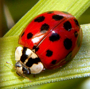 asian_ladybug.jpg