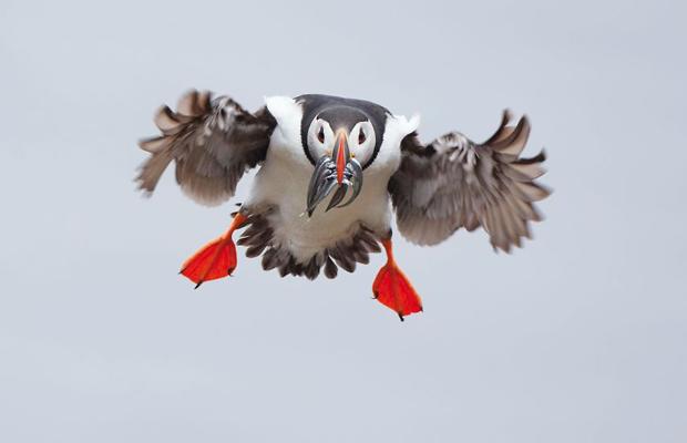 puffin_1007777i.jpg