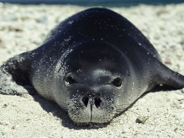 monk-seal_632_600x450.jpg