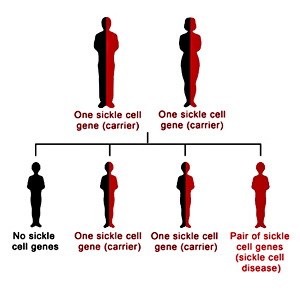 sickle-cell-tree.jpg