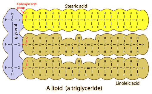 lipid.gif