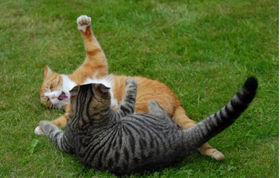 cat-fights-04.jpg