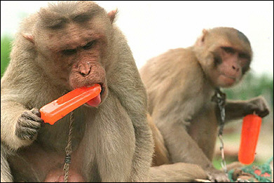 monkey-popsicle.jpg