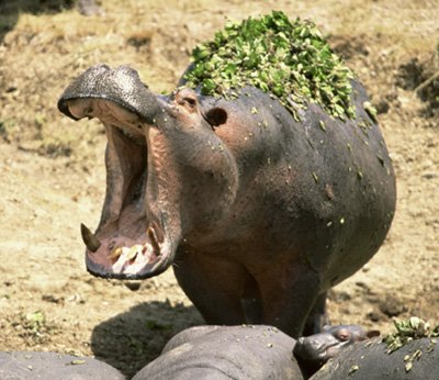 Hippo.jpg