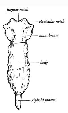 sternum.jpg