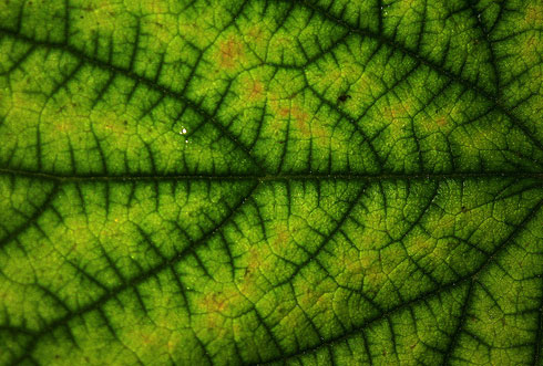 Leaf-Pattern.jpg