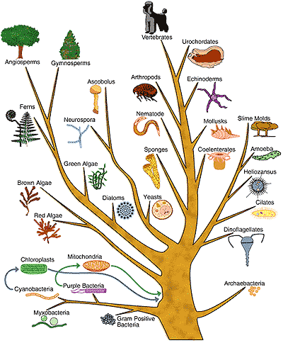 evolutionary_tree_002.gif