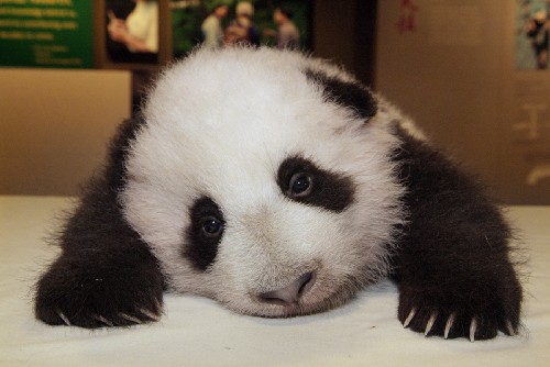 babypanda.jpg