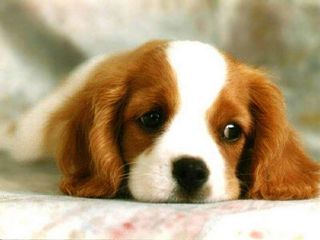 sad-puppy-puppies-16144434-320-240.jpg