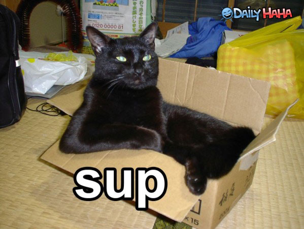 supcat2.jpg