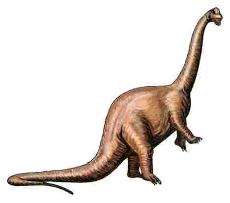 apatosaurus.jpg