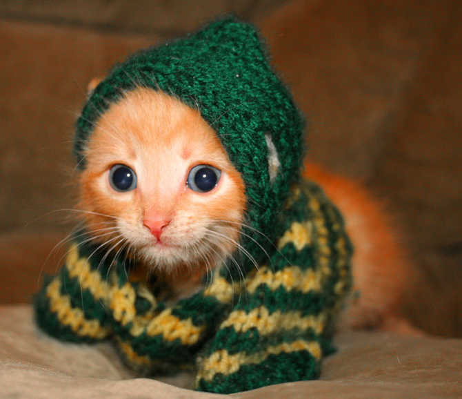 knitted_kitteh.jpg