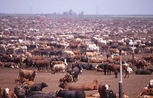 cow-factory_zps490797b3.jpg