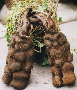 fleece-flower-root.jpg