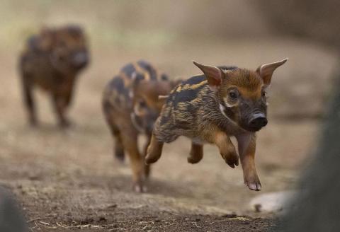 red-river-piglets.jpg