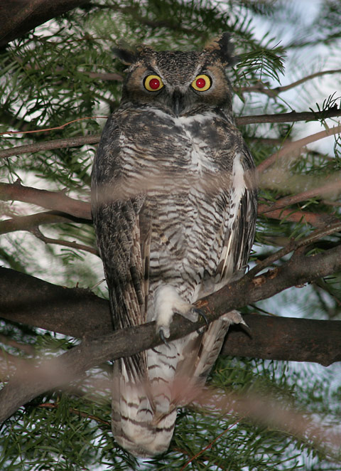 angry-owl.jpg