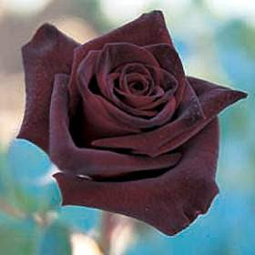 black+rose.jpg