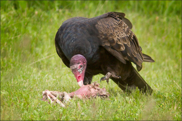 turkey-vulture-feeding-3.jpg