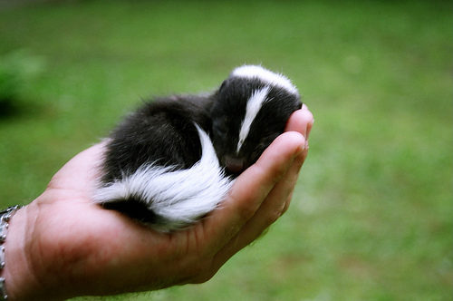 co_baby_skunk.jpg