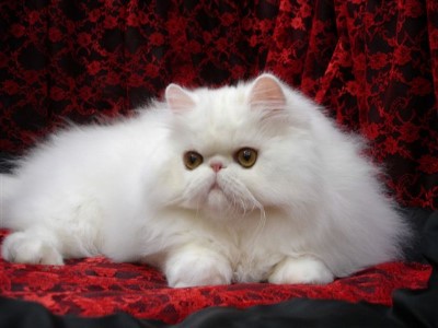 White%20female%20Persian2.jpg