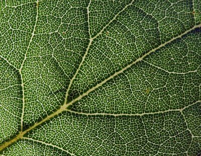 leaf_veins4.jpg