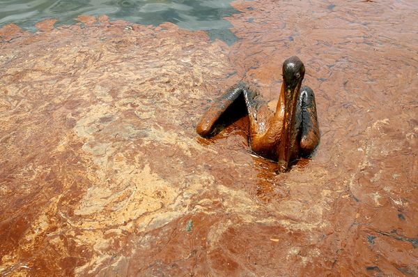 gulf-oil-spill-killing-wildlife-exhausted-pelican_21354_600x450.jpg