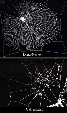 Caffeinated_spiderwebs.jpg