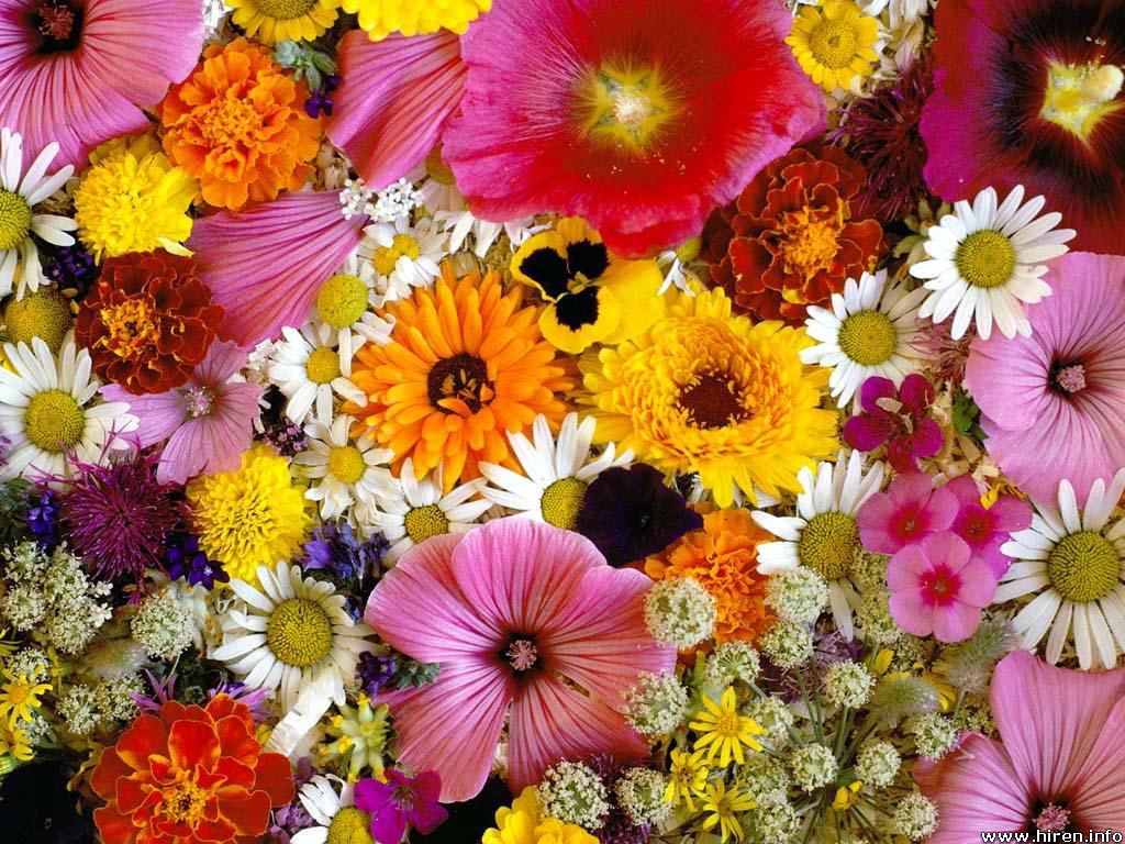 mixed-flowers-9d.jpg