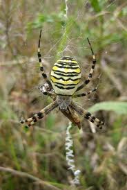 waspspider.jpg