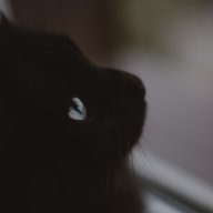 OwlKitty
