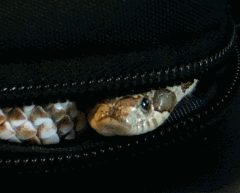 tumblr_nsxoo55l931sobe4uo1_r1_250.gif
