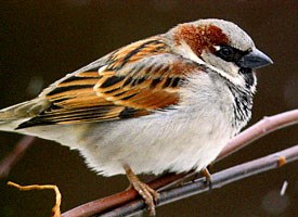 house_sparrow_glamour.jpg