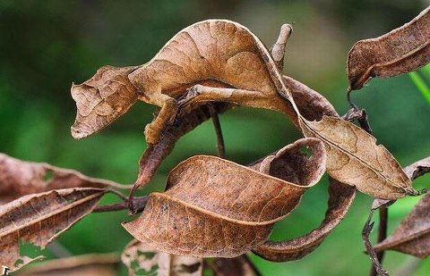 Camouflaged-Leaf.jpg