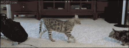 JNFTjmd.gif