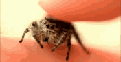 tenor.gif