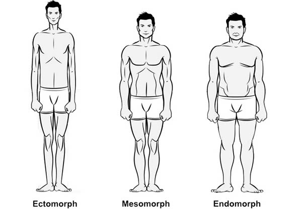 Endomorph-Mesomorph-Eectomorph.jpg